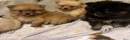Pomchi dogs for sale: Pomeranian puppy's  - Advert 5