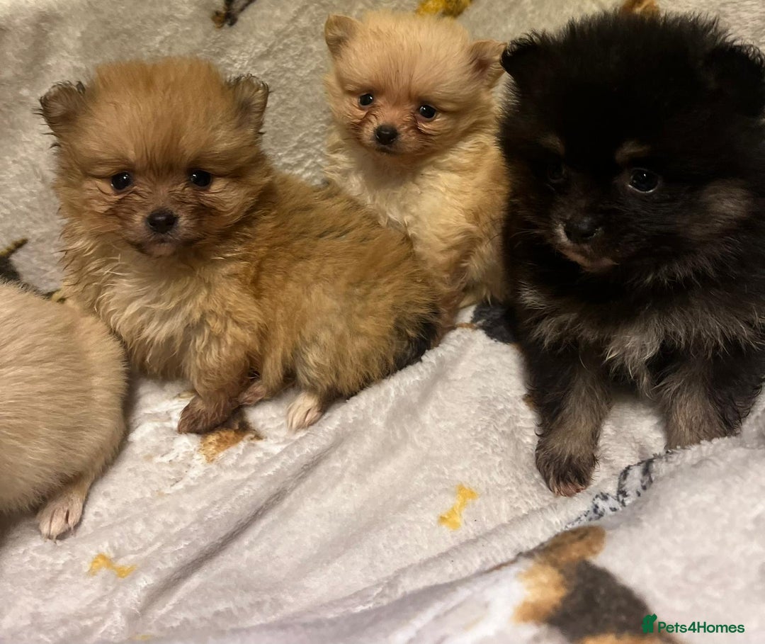 Pomchi dogs for sale: Pomeranian puppy's  - Advert 5