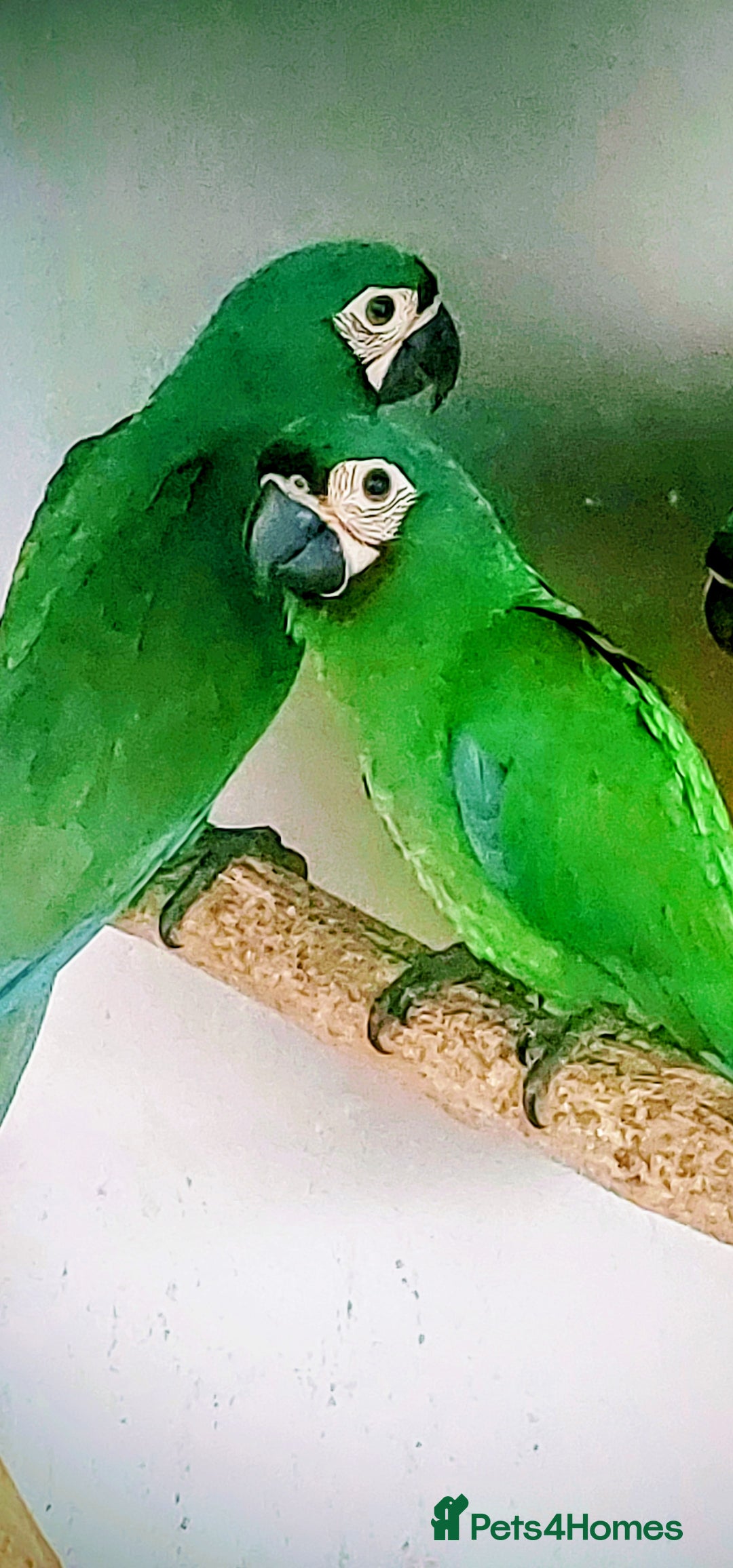 Macaws birds for sale: Chestnut fronted severe macaws - Image 13