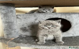British Shorthair cats for stud: Lilac British Shorthair Stud service only in Huddersfield - Image 12