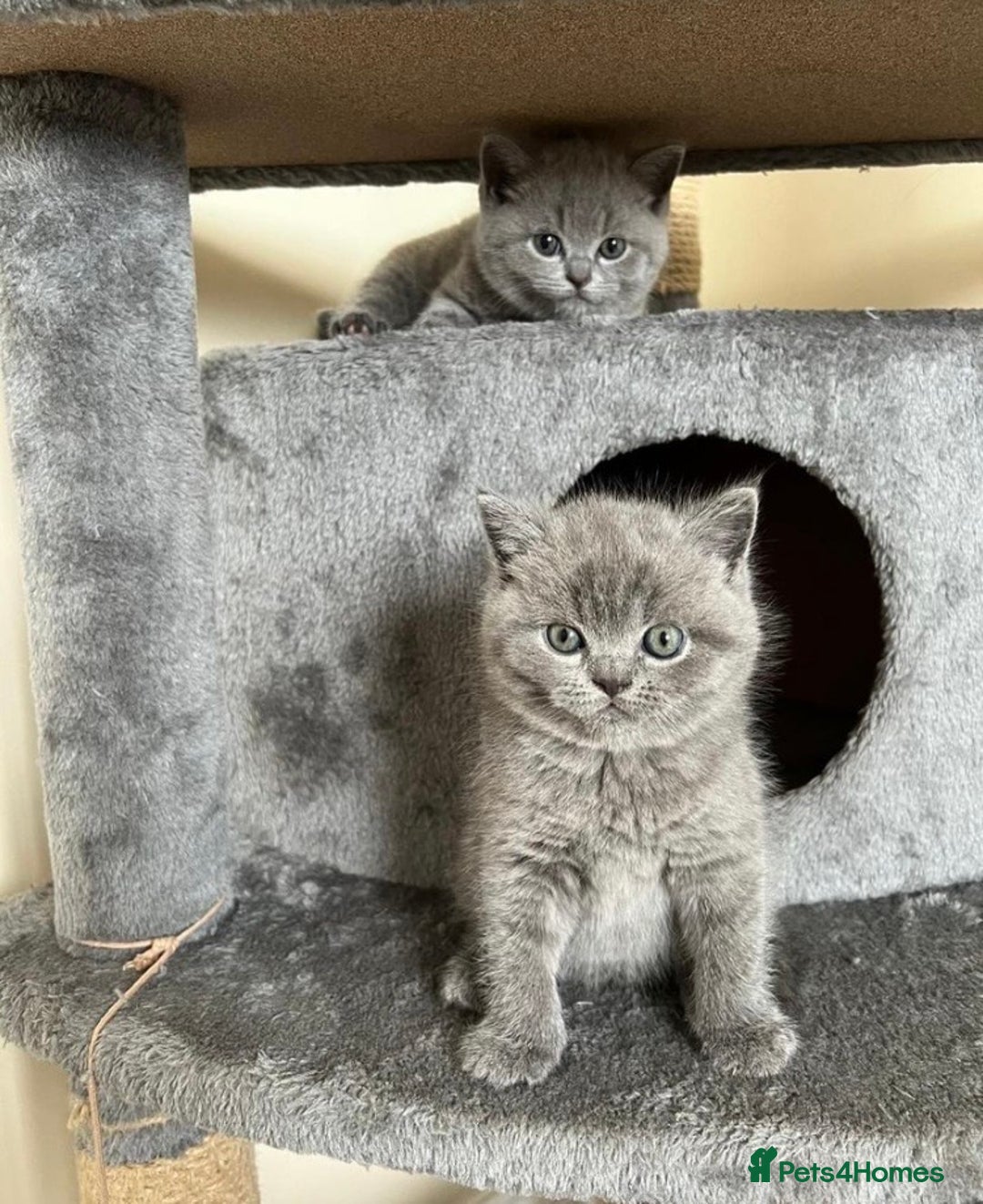 British Shorthair cats for stud: Lilac British Shorthair Stud service only in Huddersfield - Image 12
