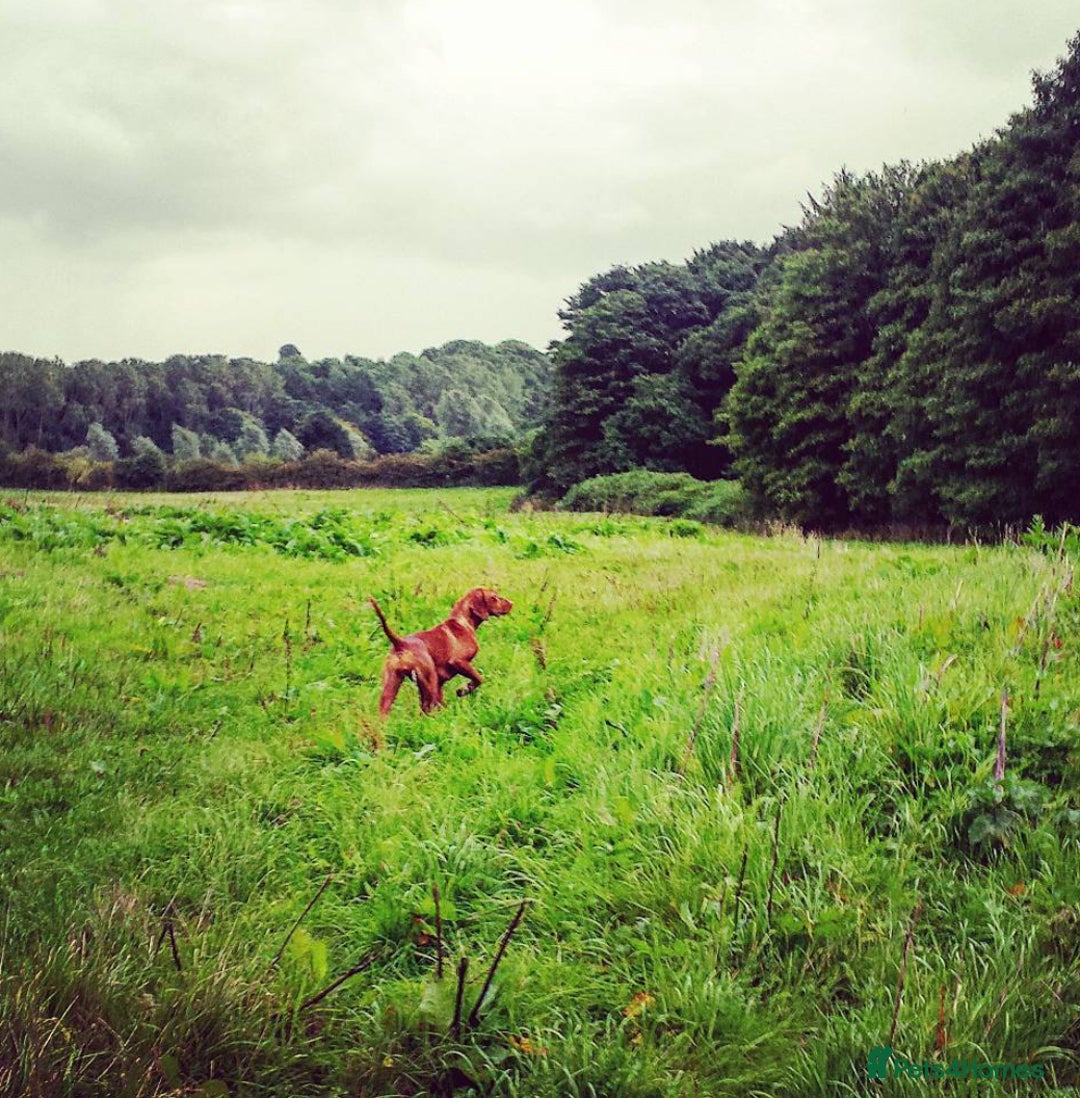 Hungarian Vizsla dogs for sale: Gamekeeper bred KC registered Crufts progeny - Image 4