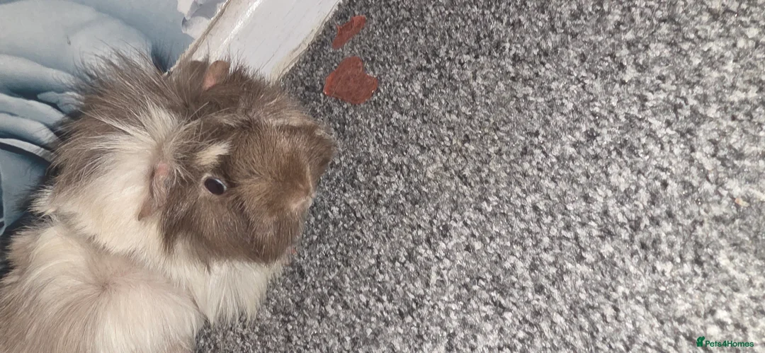 Guinea Pig rodents for sale: 2 male guinea pigs (cookie&squeek) in Wednesbury - Advert 2