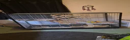 Rat rodents for sale: Two female rats cheddar and cheese  - Advert 4