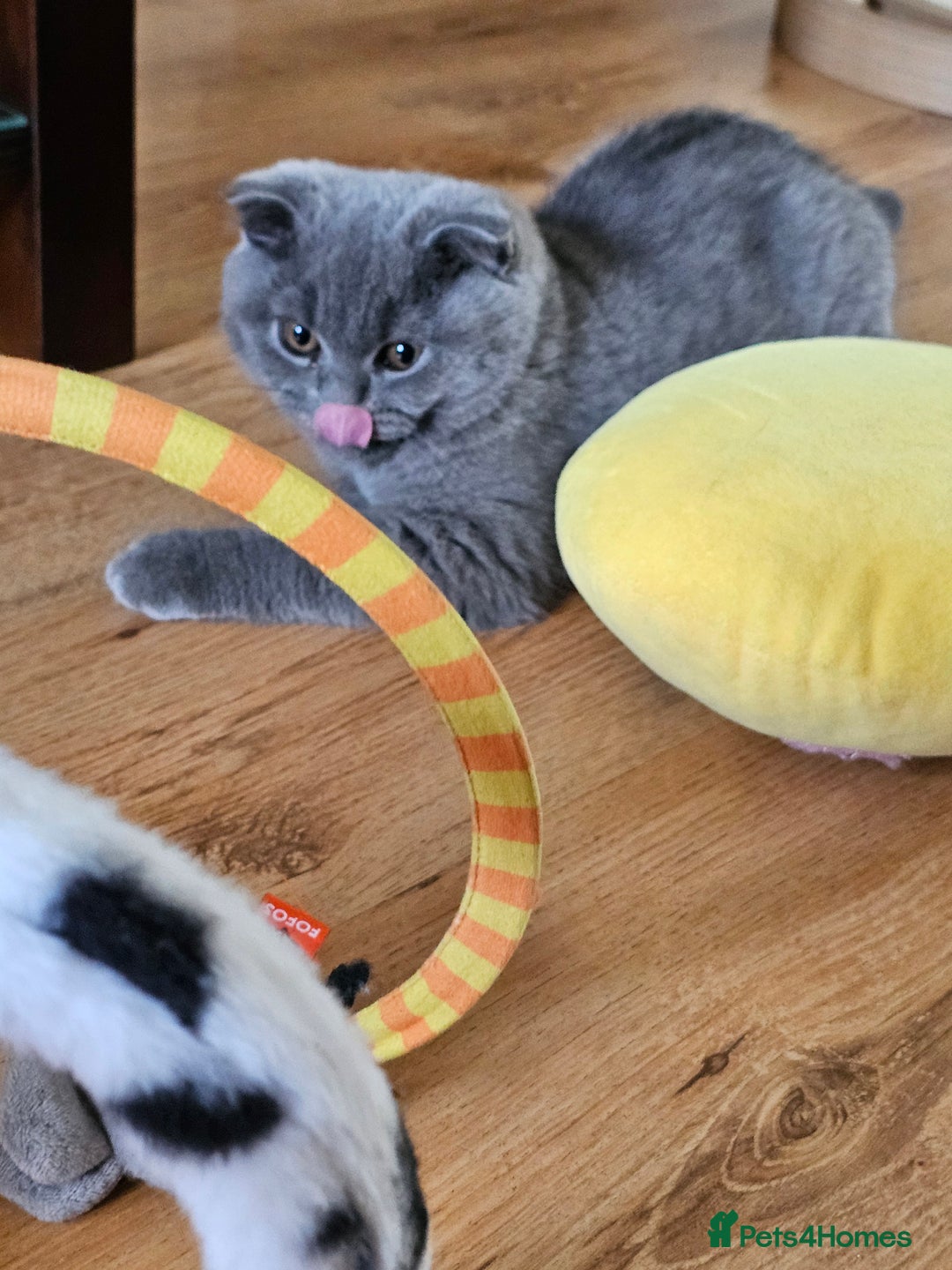 Scottish Fold cats for sale: Only 1 friendly Kitten 😸 left,smart and gentle😸 - Image 5