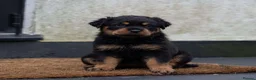 Rottweiler dogs for sale: Chunky German Rottweilers pups  - Advert 18