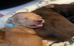 Miniature Dachshund dogs for sale: Red & Shaded Cream! KC Mini Long Haired Dachshunds - Image 21
