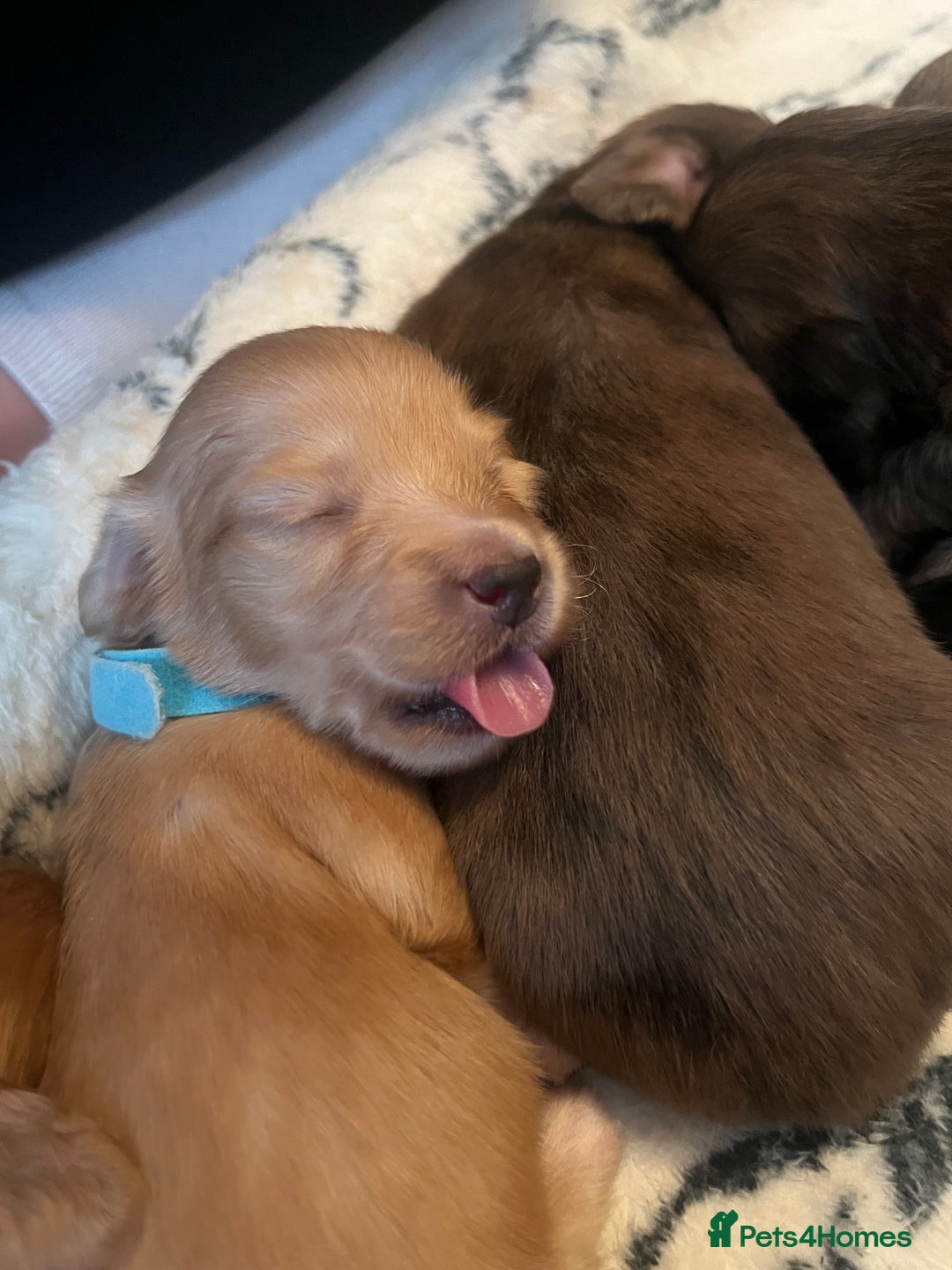 Miniature Dachshund dogs for sale: Red & Shaded Cream! KC Mini Long Haired Dachshunds - Image 21