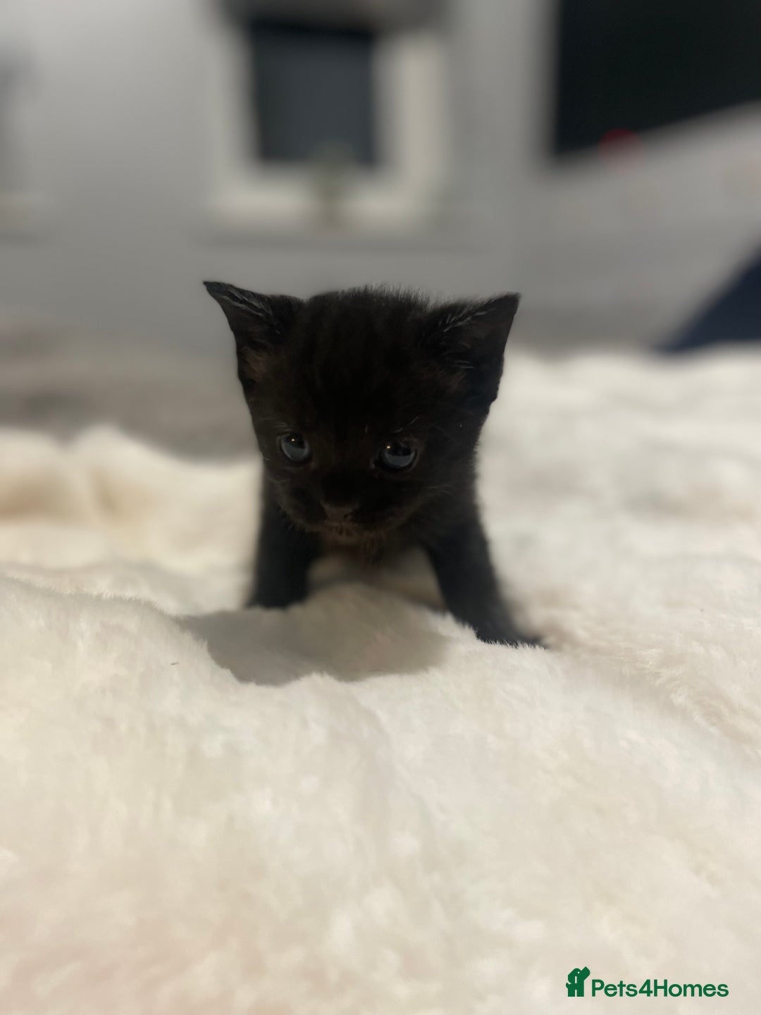 Mixed Breed cats for sale: Main Coon cross - Advert 2