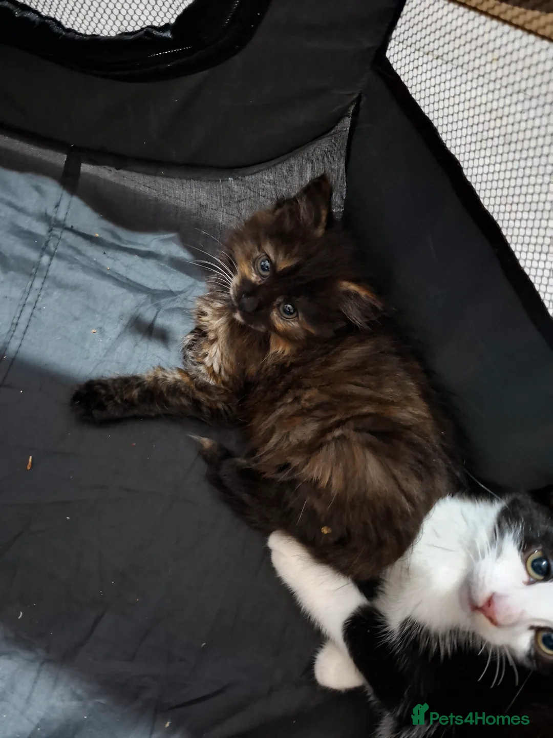 Mixed Breed cats for sale: CUTE KITTIES  - Advert 2