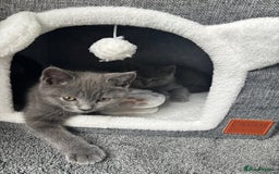 British Shorthair cats for sale: Two Blue British Short Hair Kittens  - Image 4