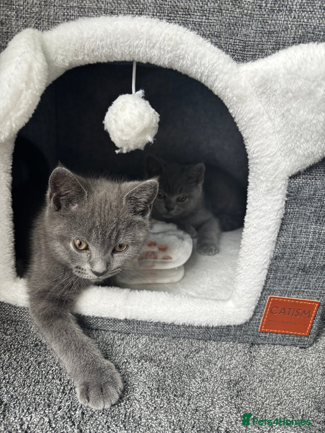 British Shorthair cats for sale: Two Blue British Short Hair Kittens  - Image 4