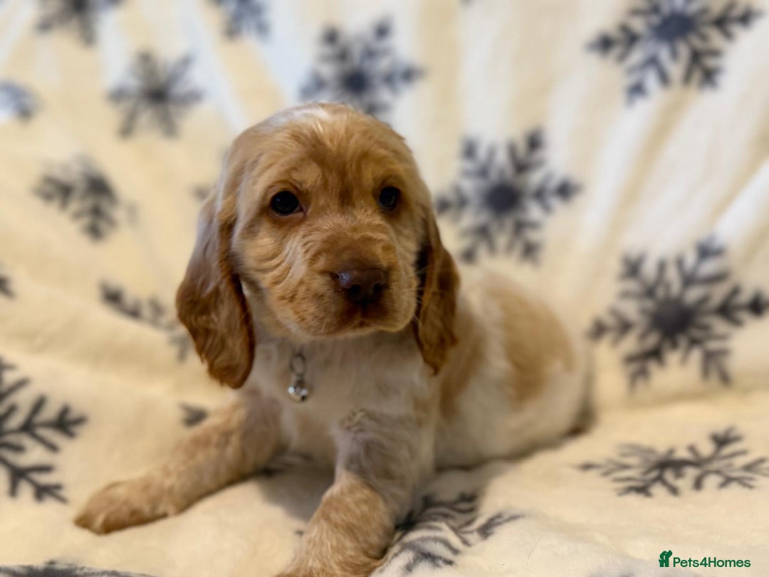 Cocker Spaniel dogs for sale: Cocker pups  - Image 11