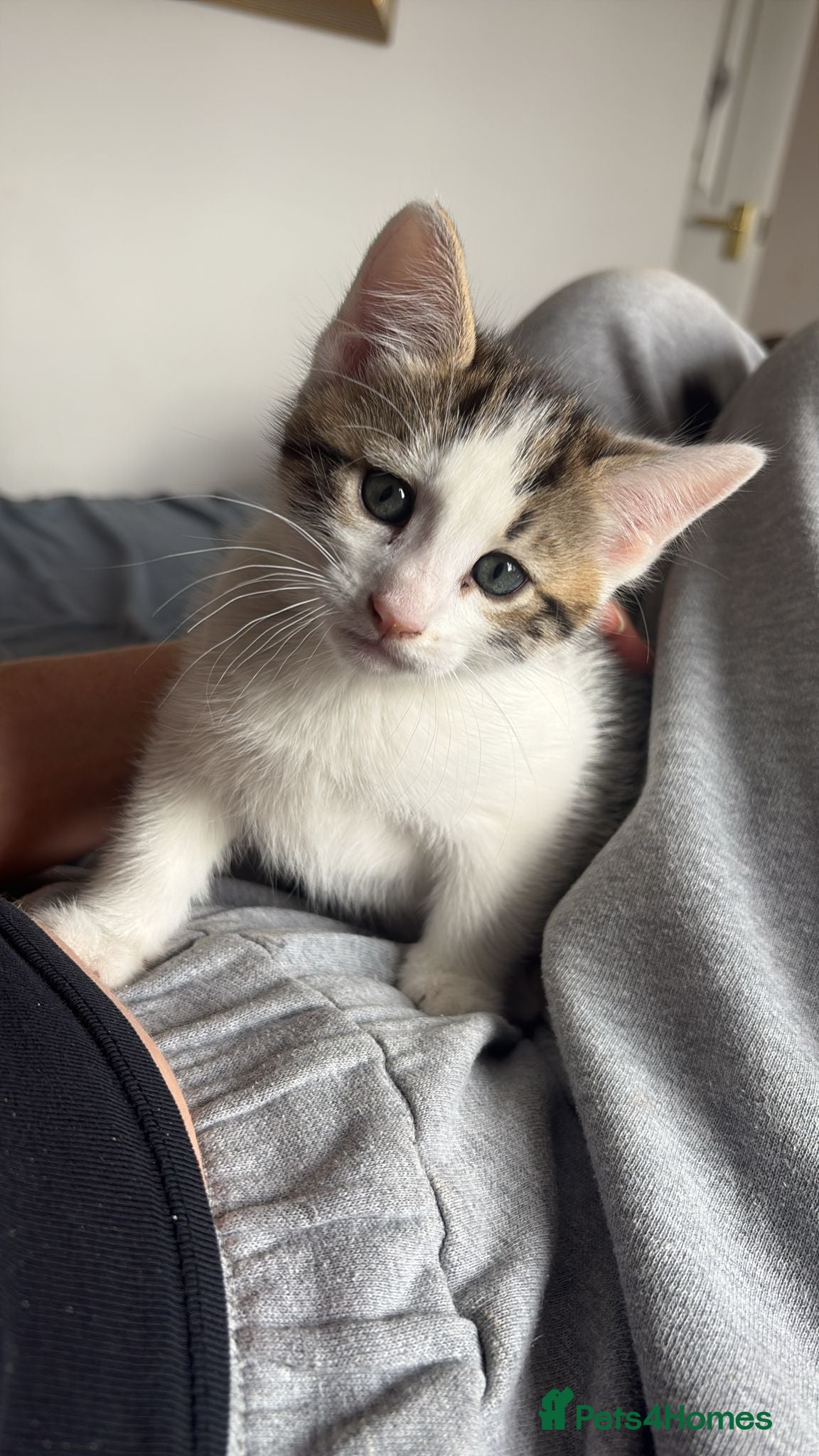 Bengal cats Bengal Cross Boy  - Advert 6