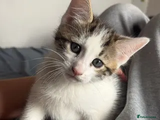 Bengal cats Bengal Cross Boy - Advert 6