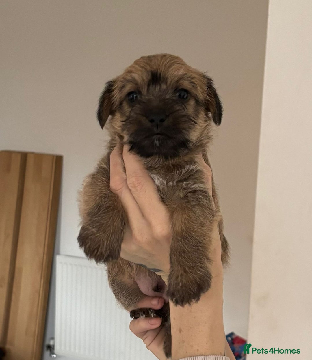 Mixed Breed dogs for sale: 3 jack Russel puppies for sale - Advert 3