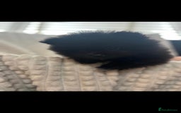 Pomeranian dogs for sale: Pedigree miniature pomeranians - Image 8