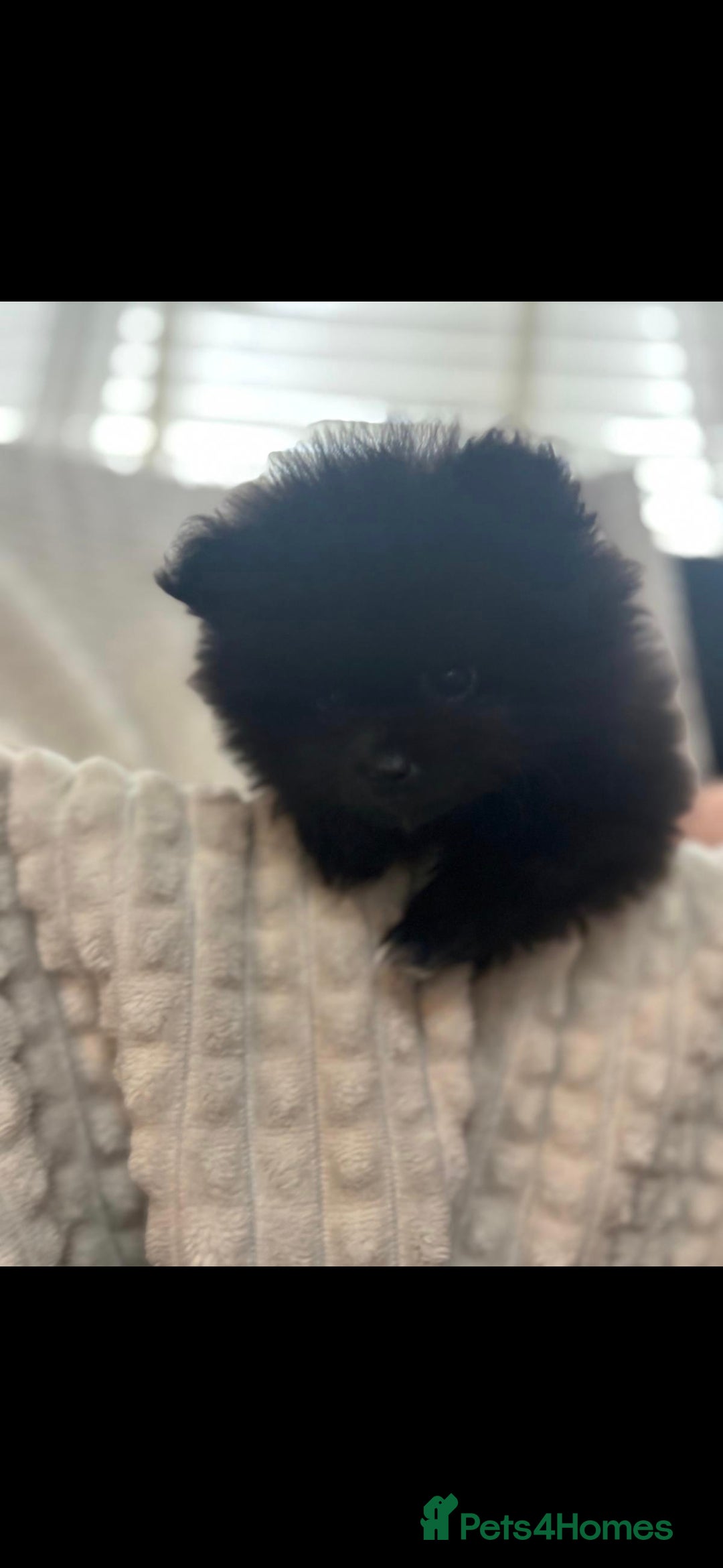 Pomeranian dogs for sale: Pedigree miniature pomeranians - Image 8