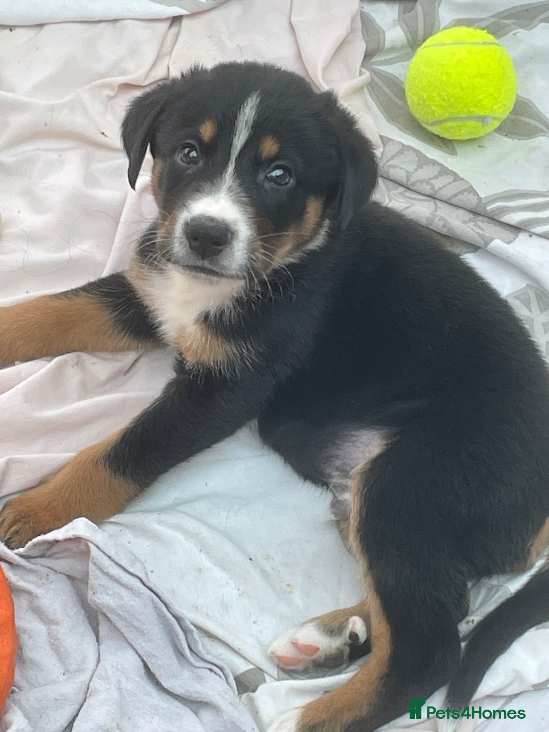 Bernese Mountain Dog dogs for sale: Beutiful boys and girl - Image 9