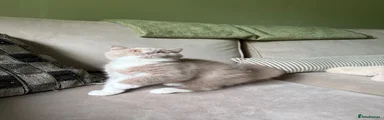 British Shorthair Kitten 1