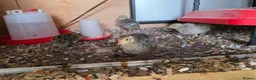 Quail poultry for sale: Quail 4 to 5 weeks old  - Advert 3