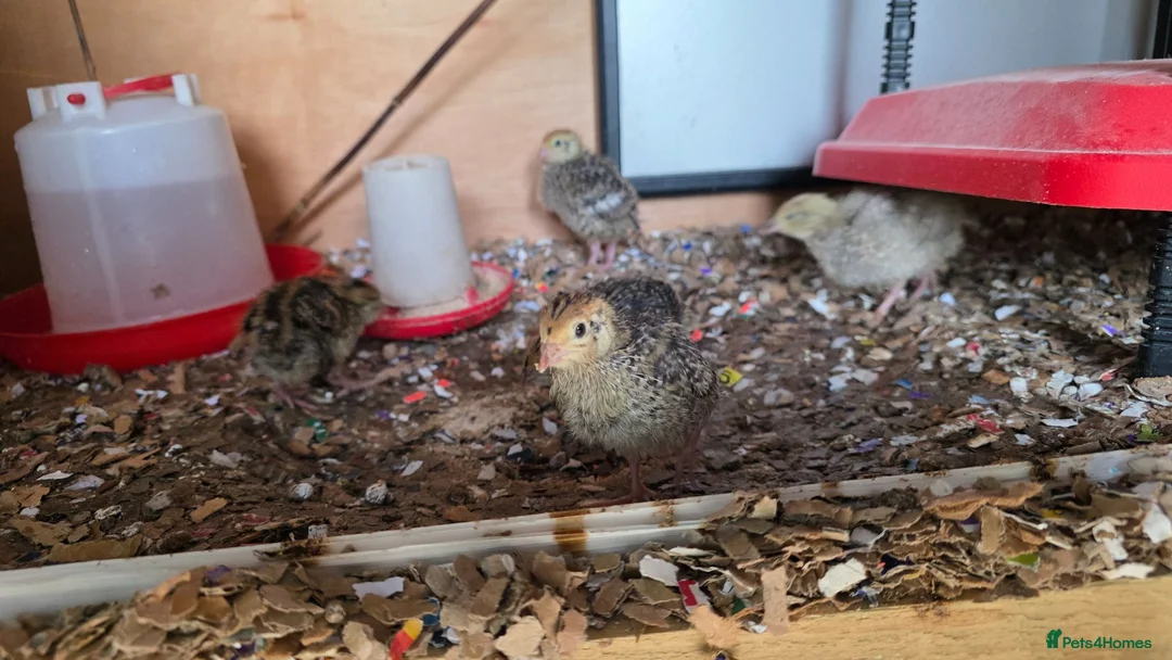 Quail poultry for sale: Quail 4 to 5 weeks old  - Advert 3