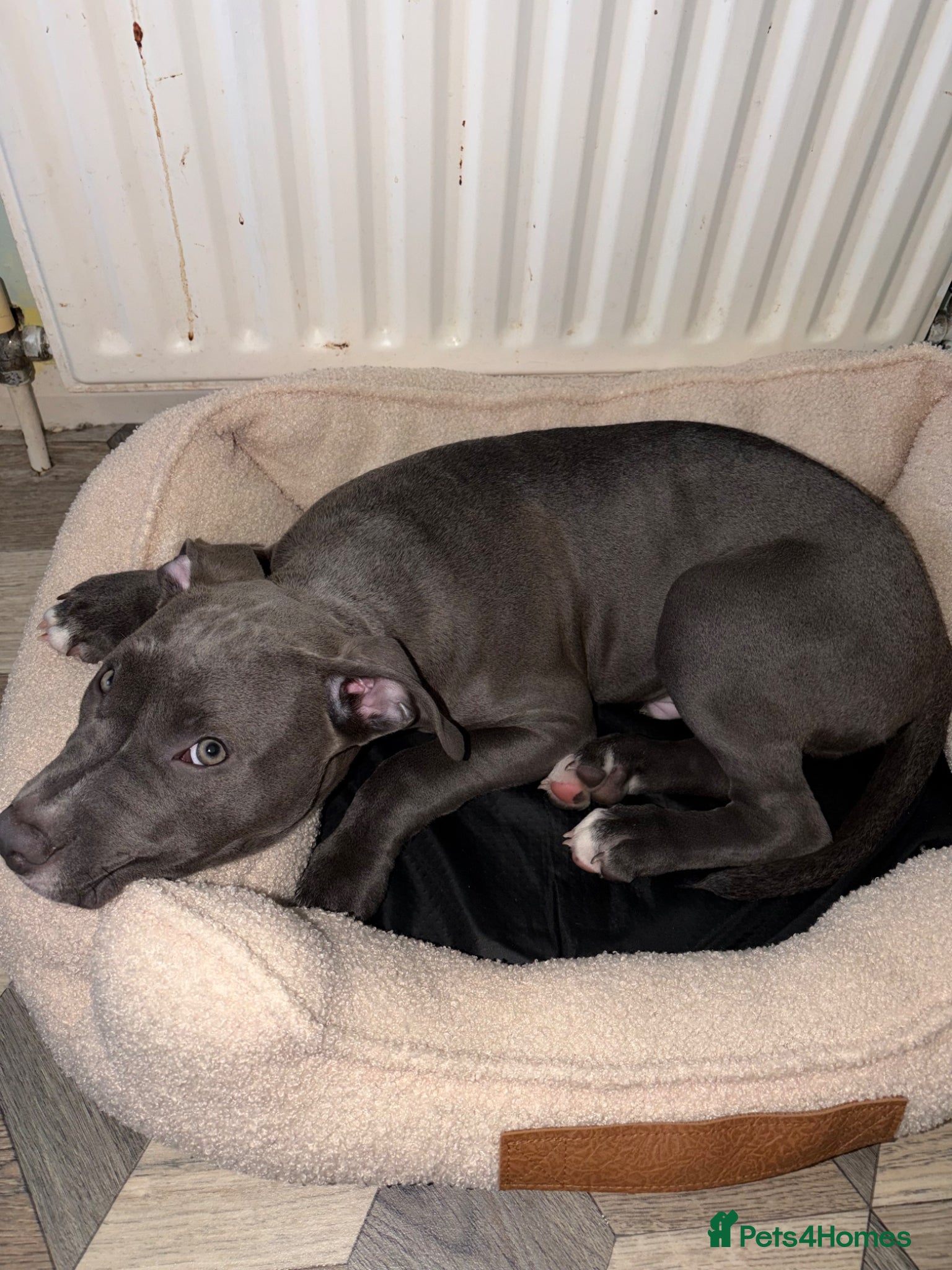 Mixed Breed dogs BLUE BULL X STAFF - Advert 1