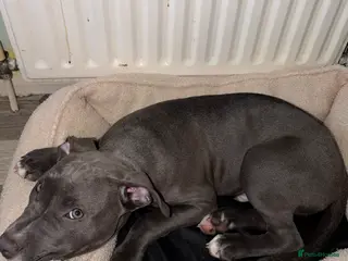 Mixed Breed dogs BLUE BULL X STAFF - Advert 1