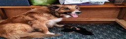 Mixed Breed dogs for sale: Beautiful Bordoodle Puppies from family home - Advert 1