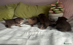 British Shorthair cats for sale: 🇬🇧✅BSH chocolate boys ⭐️GCCF💎last 2 left 🍩 - Image 7