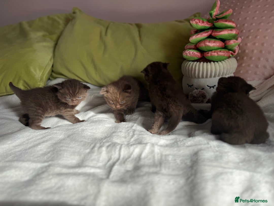 British Shorthair cats for sale: 🇬🇧✅BSH chocolate boys ⭐️GCCF💎last 2 left 🍩 - Image 7