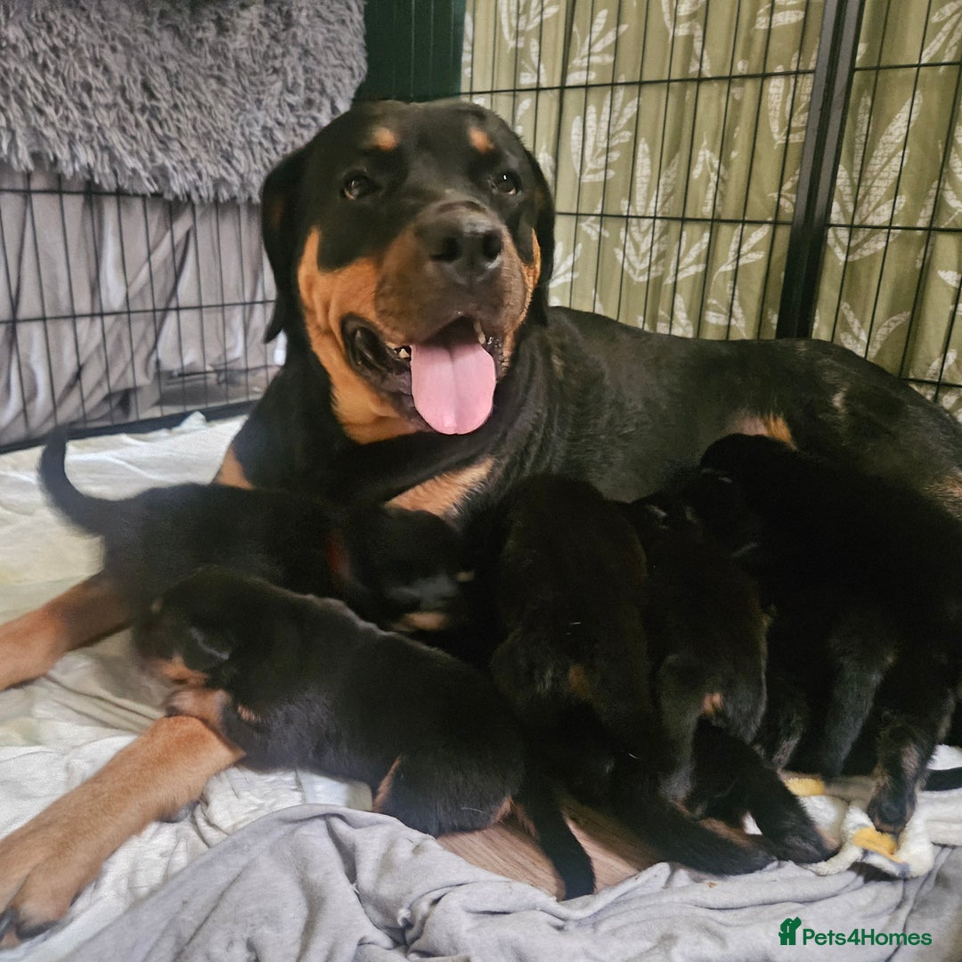 Rottweiler dogs for sale: Rottweiler Champion bloodline  - Image 28