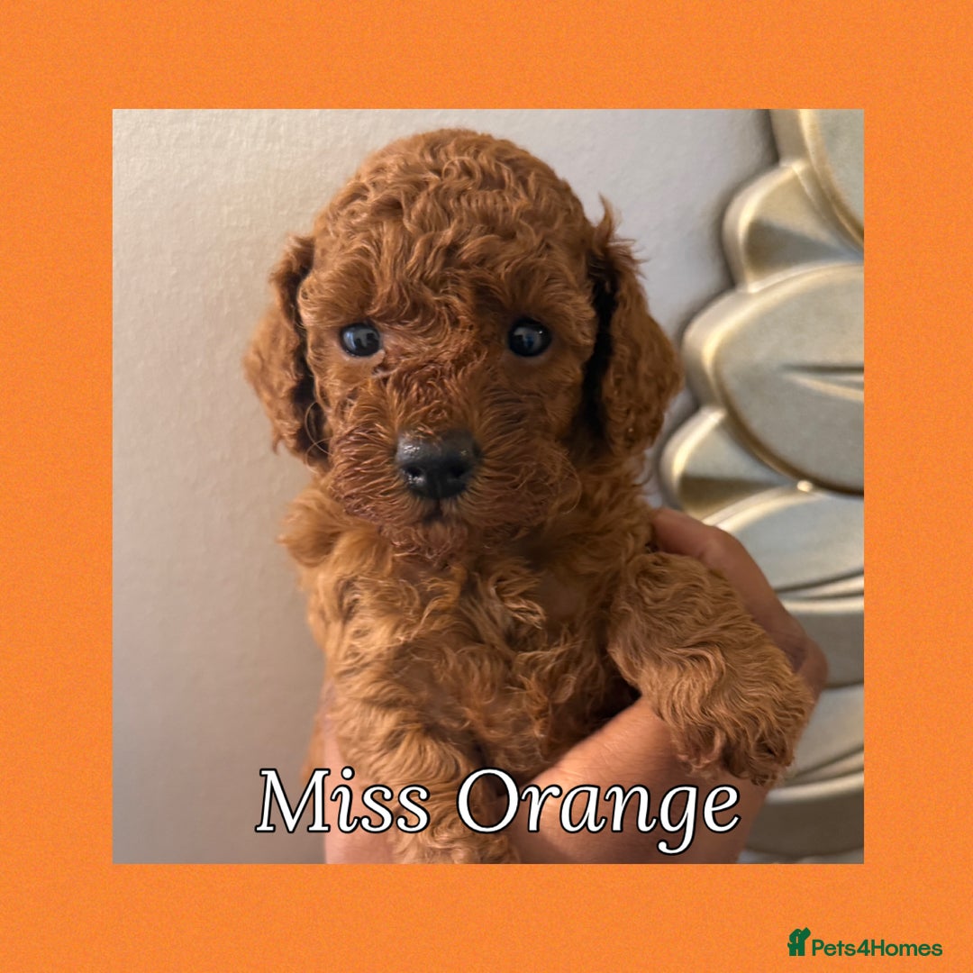 Toy Poodle dogs for sale: 6 Exquisite Red Toy Poodles. Parents DNA Clear - Image 21