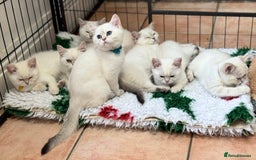 British Shorthair cats for sale: Colourpoints BSH active & non-active available - Image 27