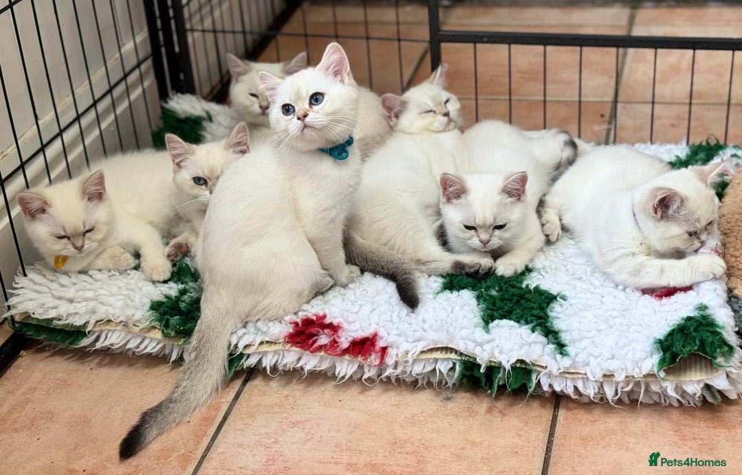 British Shorthair cats for sale: Colourpoints BSH active & non-active available - Image 27