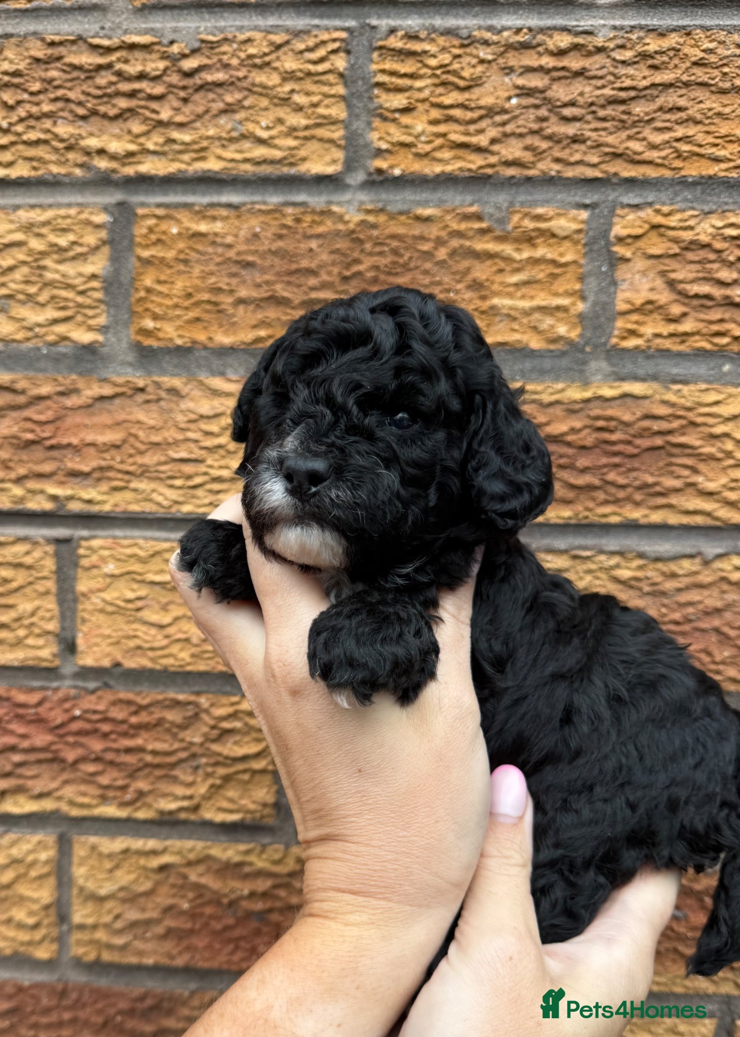 Cockapoo dogs Toy Cockapoo Puppies | DNA & Health Tested Parents - Advert 2