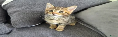 Mixed Breed Kitten 5