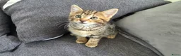 Mixed Breed cats for sale: Tabby kittens  - Advert 6