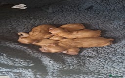 Cavapoo dogs for sale: 5 stunning cavalier puppies  - Image 2