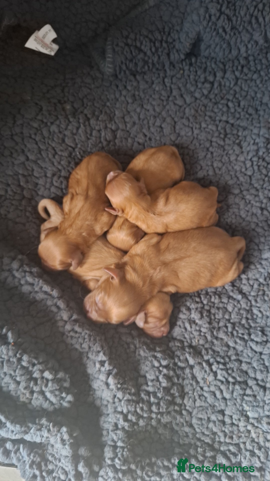 Cavapoo dogs for sale: 5 stunning cavalier puppies  - Image 2