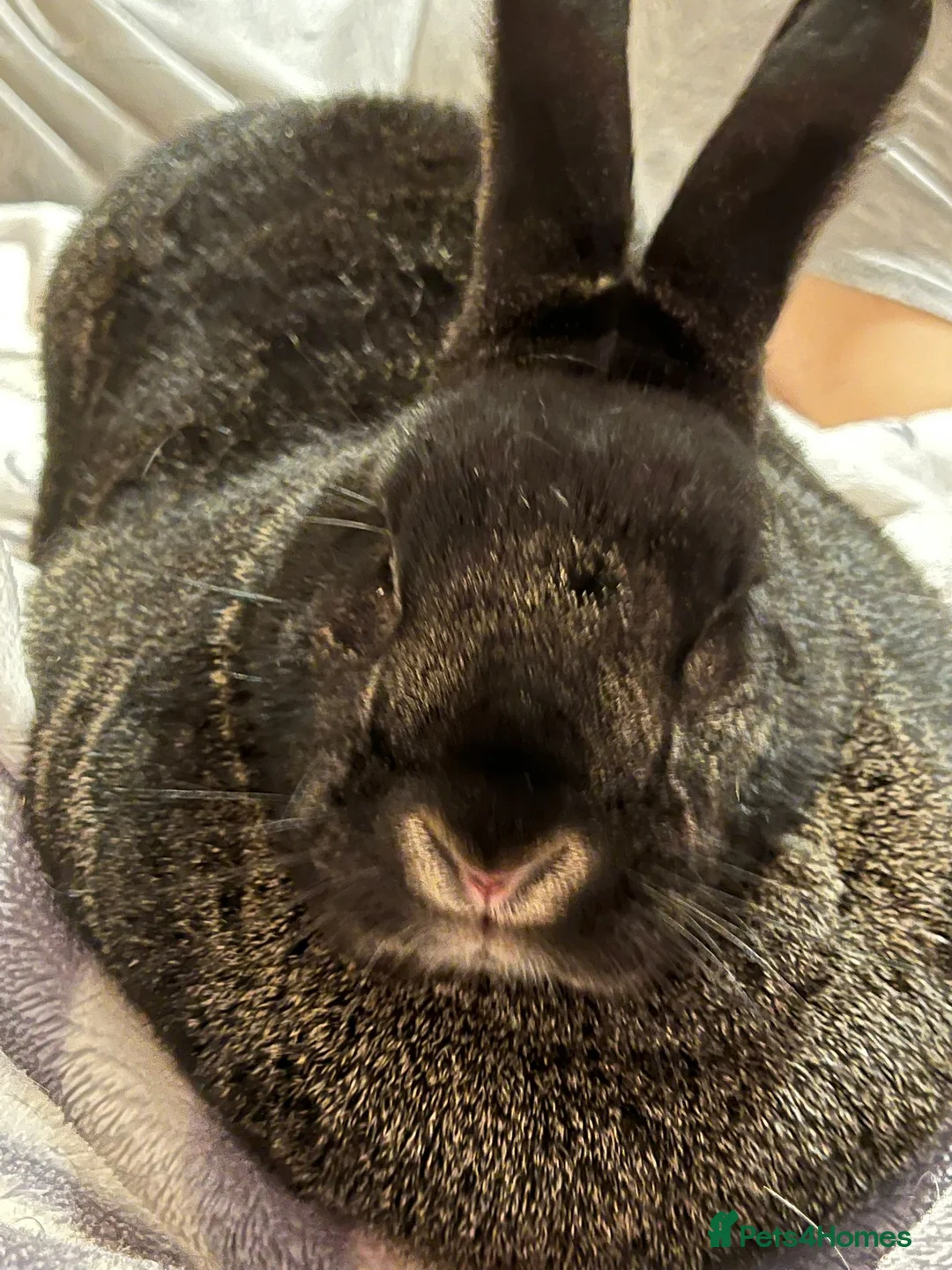 Silver Fox rabbits for sale: Female Rabbit for sale  in Peterborough - Advert 2