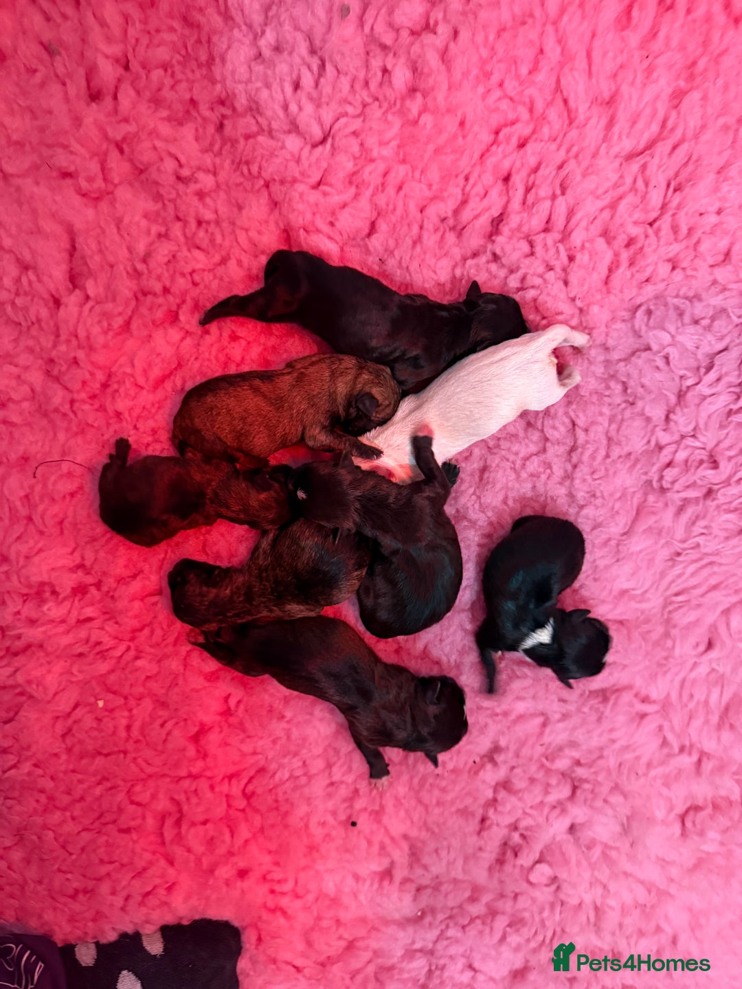 Mixed Breed dogs for sale: Mixed Breed Puppies - Image 1