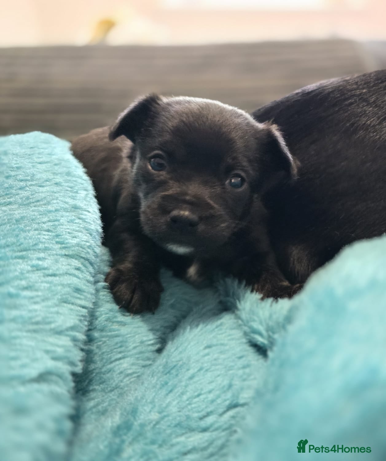 Jack Chi dogs One female jackahuahua puppy  - Advert 13