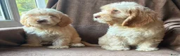 Cockapoo dogs for sale: Apricot Cockapoo's - Advert 9