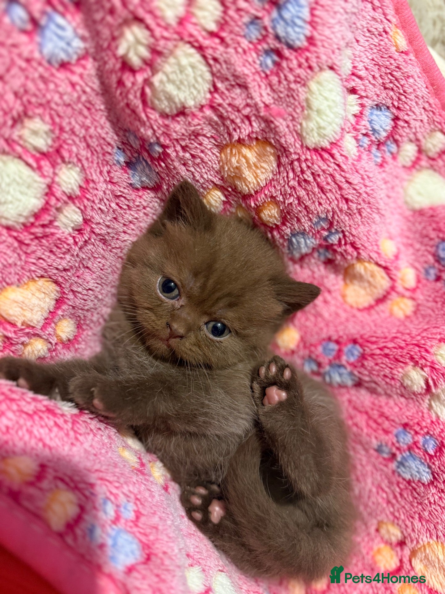 British Shorthair cats Supreme Champion Line British Shorthair Kittens - Advert 2