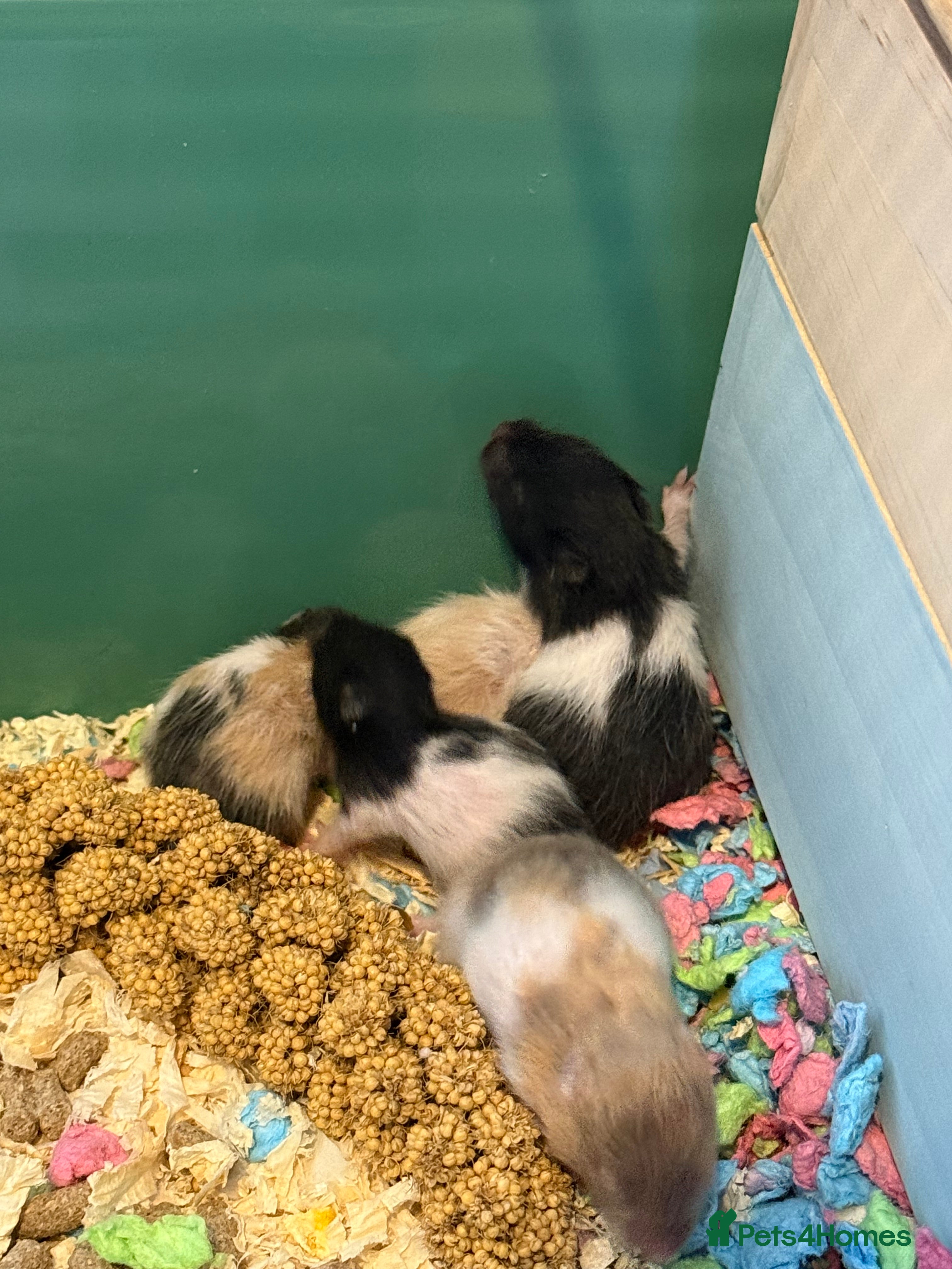 Hamster rodents 🐹❤️Super tame baby Syrian hamsters❤️🐹  - Advert 8