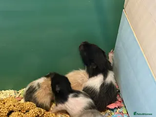 Hamster rodents 🐹❤️Super tame baby Syrian hamsters❤️🐹 - Advert 8