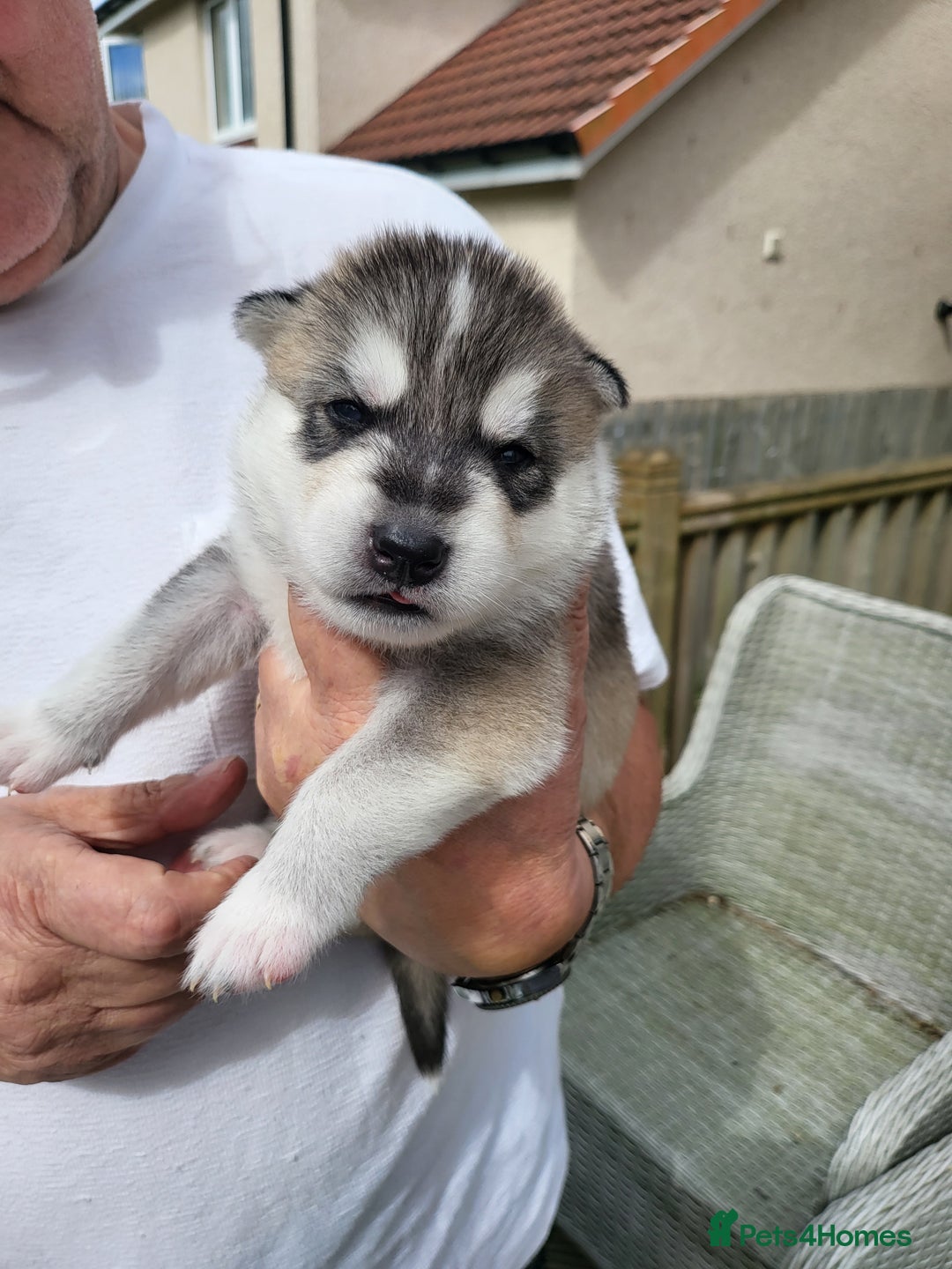 Siberian Husky dogs for sale: Beautiful Siberian Husky's - Image 7