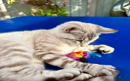 Savannah cats for sale: Breath taking rare girl - Image 13