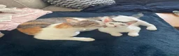 Mixed Breed cats for sale: Forever homes wanted - Advert 9